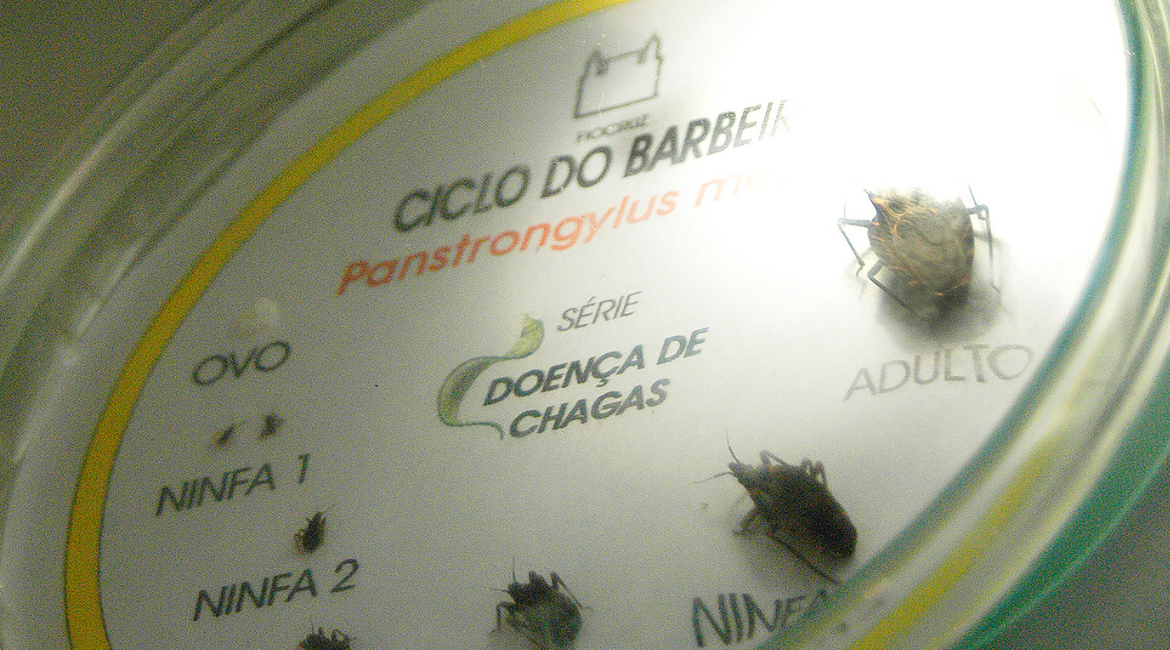 Estudos e amostragem do ciclo de vida do barbeiro, transmissor da doença de Chagas.