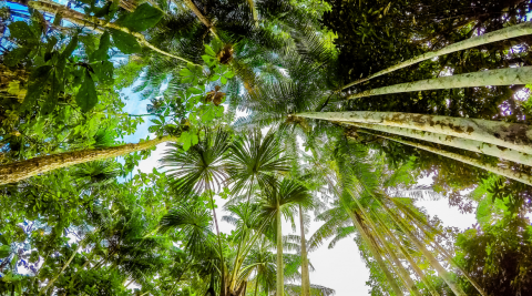 imagem de palmeiras