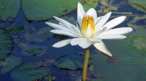 foto de flor de vitoria regia