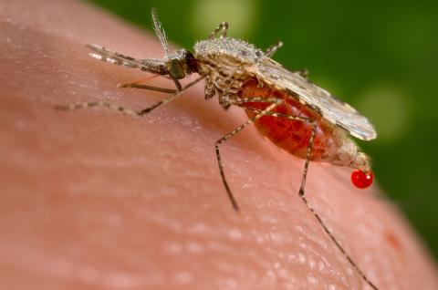 imagem do anopheles mosquito vetor da malária