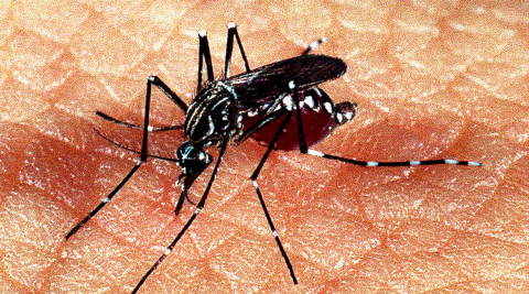 Mosquito em cima de uma pele humana