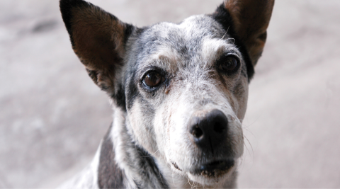 Cachorro com pelo preto e branco