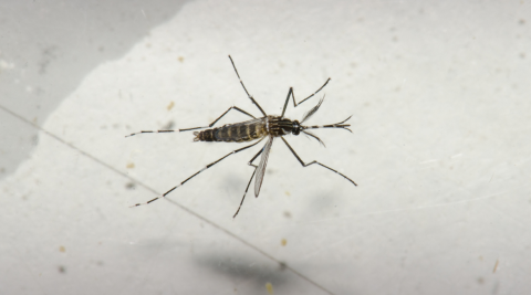 Macho do mosquito Aedes aegypti no Laboratório de Mosquitos Transmissores de Hematozoários